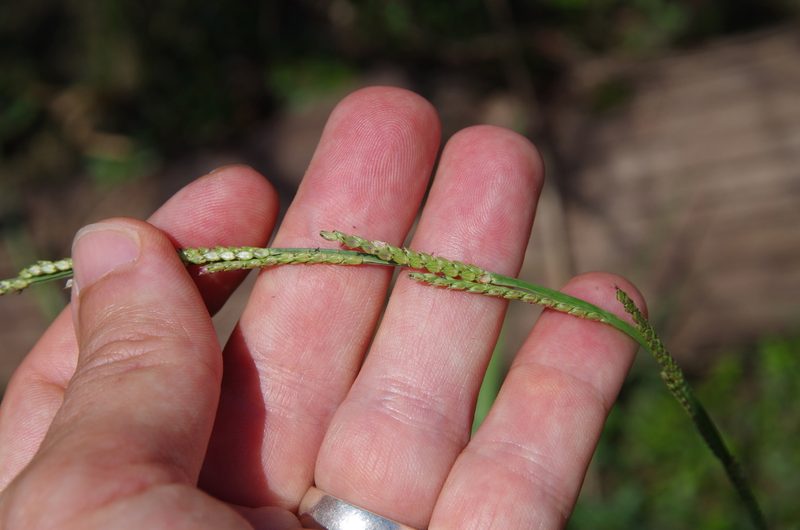 Setaria geminata, photographed by Eric Knight