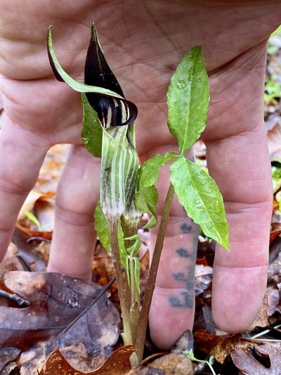 Arisaema pusillum, photographed by Jason K.