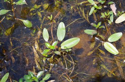 Potamogeton diversifolius, photographed by Eric Knight