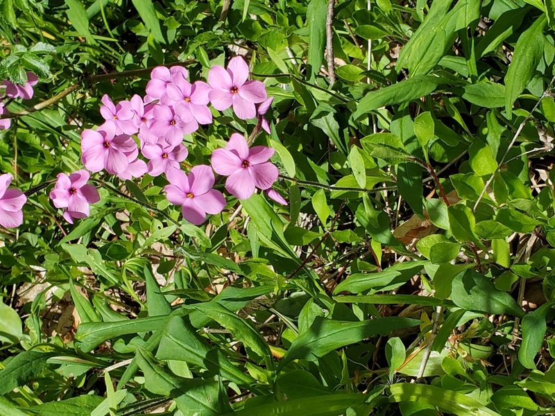 Phlox stolonifera, photographed by Craig Martin