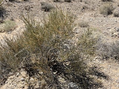 Ephedra nevadensis, photographed by Bobby McCabe