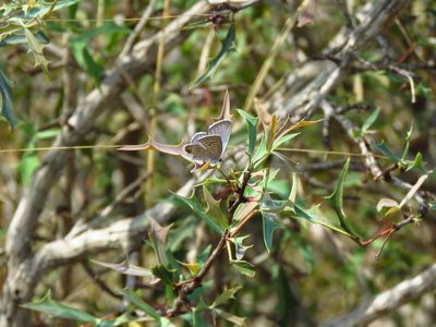 Berberis trifoliolata, photographed by Annika Lindqvist