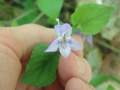 Viola rostrata, photographed by Lynn Harper
