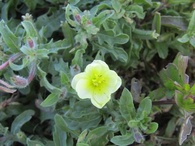 Oenothera humifusa, photographed by jfox16