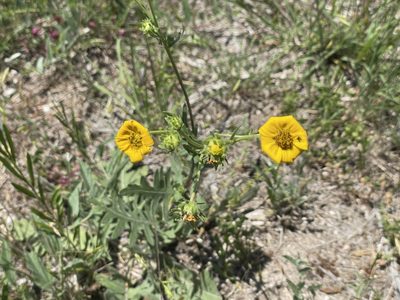 Engelmannia peristenia, photographed by Luke Padon