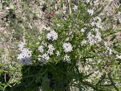 Stenaria nigricans, photographed by Luke Padon