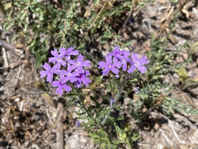 Verbena bipinnatifida, photographed by Luke Padon