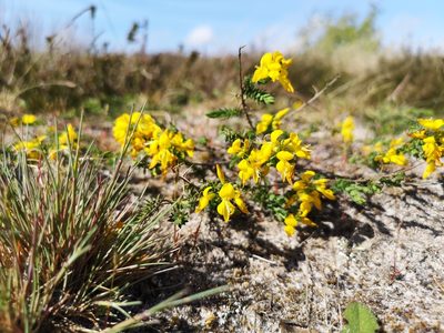 Genista anglica, photographed by Jens-Christian Svenning