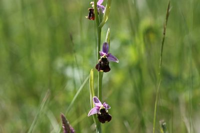 Ophrys holosericea, photographed by Claude Kolwelter