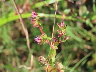 Cuphea carthagenensis, photographed by Florencia Grattarola