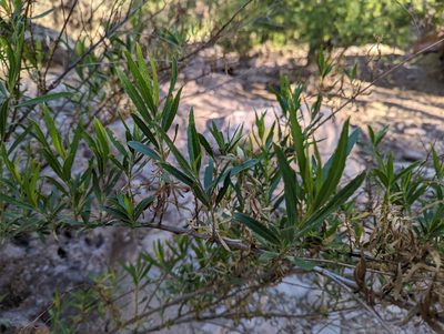 Baccharis salicifolia, photographed by Rachel Stringham