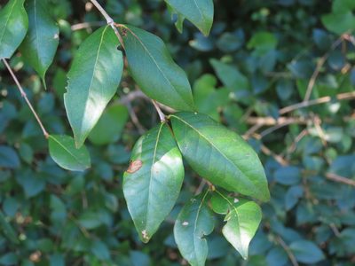 Eugenia uniflora, photographed by Florencia Grattarola