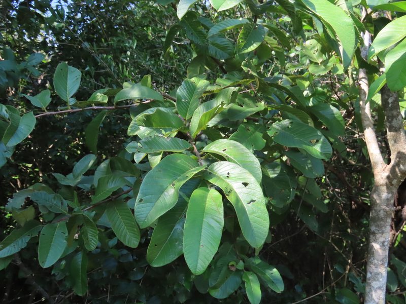 Psidium guajava, photographed by Florencia Grattarola