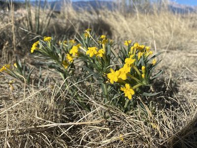 Lithospermum incisum, photographed by Ellen C Lovelidge