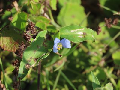 Commelina erecta, photographed by Florencia Grattarola