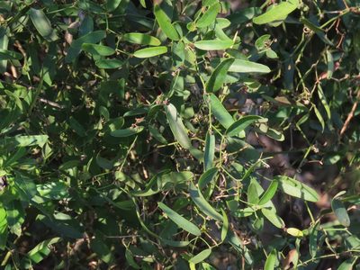 Smilax campestris, photographed by Florencia Grattarola