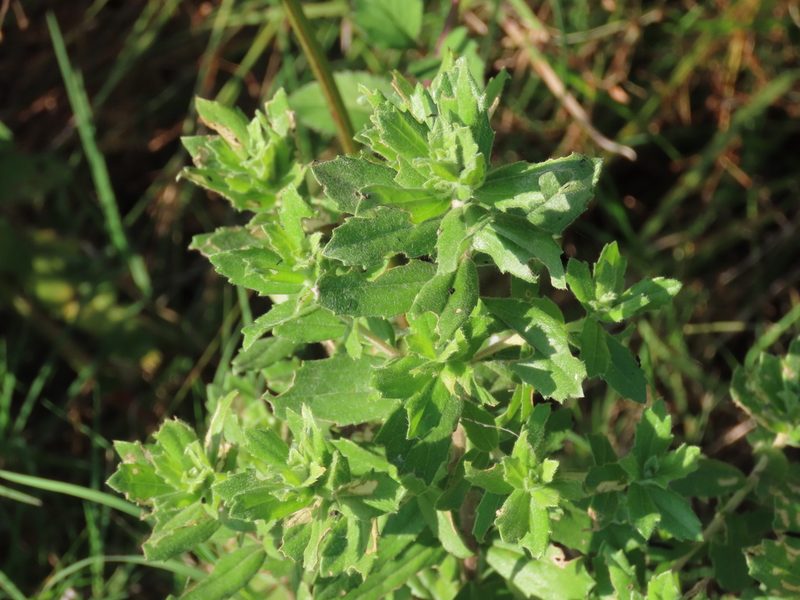 Baccharis dracunculifolia, photographed by Florencia Grattarola