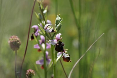 Ophrys holosericea, photographed by Claude Kolwelter