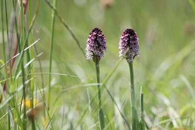 Neotinea ustulata, photographed by Claude Kolwelter