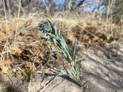 Mertensia lanceolata