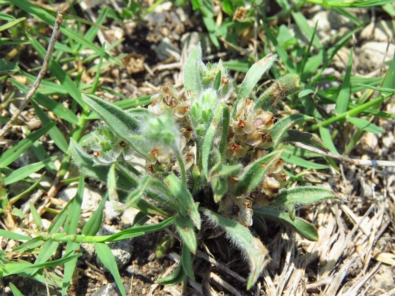 Plantago helleri, photographed by Annika Lindqvist