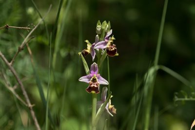 Ophrys holosericea, photographed by Claude Kolwelter