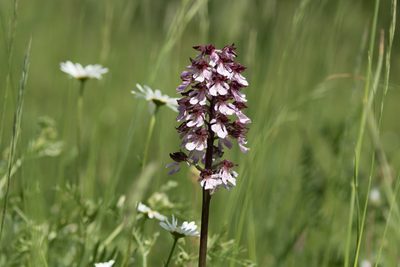 Orchis purpurea, photographed by Claude Kolwelter