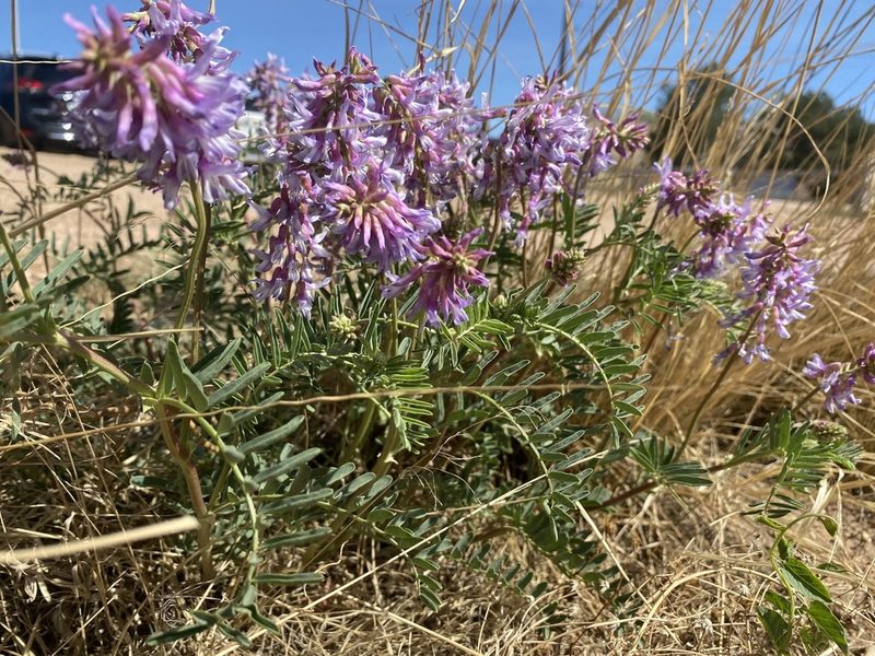 Astragalus bisulcatus, photographed by Ellen C Lovelidge