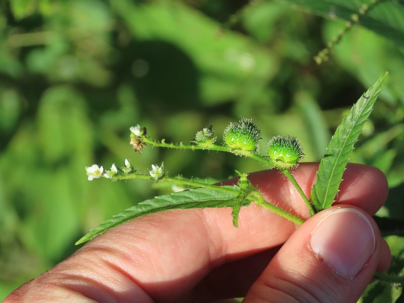Caperonia palustris, photographed by Florencia Grattarola
