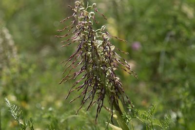 Himantoglossum hircinum, photographed by Claude Kolwelter