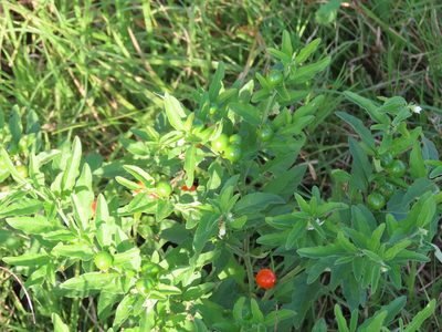 Solanum pseudocapsicum, photographed by Florencia Grattarola