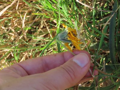Aspilia montevidensis, photographed by Florencia Grattarola
