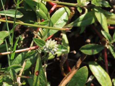 Gomphrena celosioides, photographed by Florencia Grattarola
