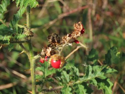 Solanum sisymbriifolium, photographed by Florencia Grattarola