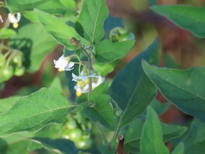 Solanum americanum, photographed by Florencia Grattarola