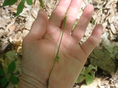 Carex plantaginea, photographed by Lynn Harper