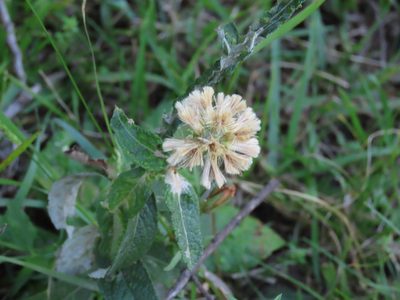 Pterocaulon angustifolium, photographed by Florencia Grattarola