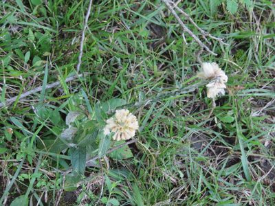 Pterocaulon angustifolium, photographed by Florencia Grattarola