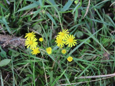 Senecio madagascariensis, photographed by Florencia Grattarola