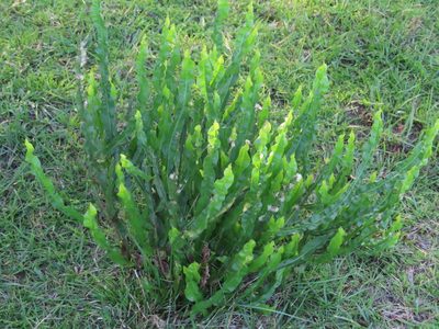Baccharis genistelloides, photographed by Florencia Grattarola