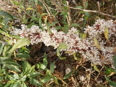 Cuscuta chilensis, photographed by Cesar Ormazabal