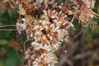 Cuscuta chilensis, photographed by Cesar Ormazabal