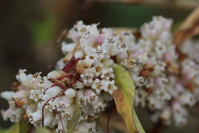 Cuscuta chilensis, photographed by Cesar Ormazabal