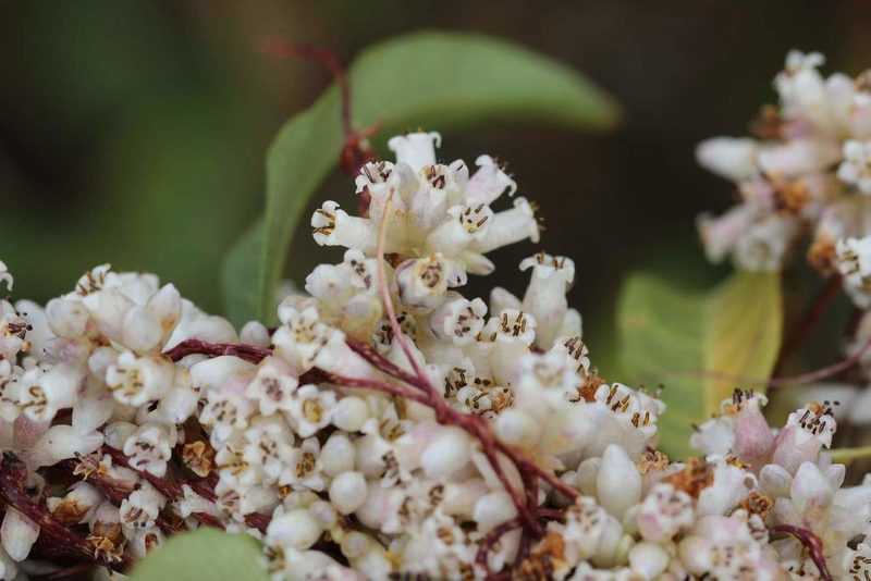 Cuscuta chilensis, photographed by Cesar Ormazabal