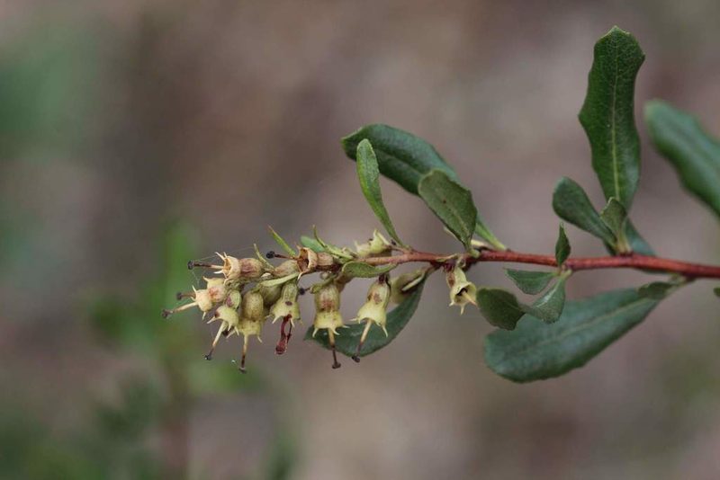 Escallonia illinita, photographed by Cesar Ormazabal