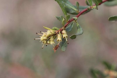 Escallonia illinita, photographed by Cesar Ormazabal