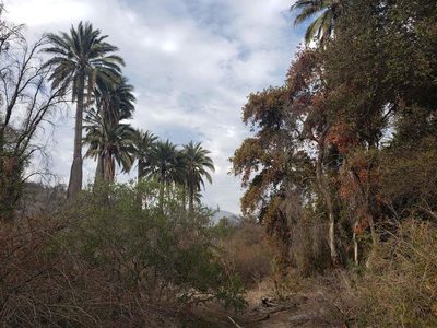 Jubaea chilensis, photographed by Cesar Ormazabal