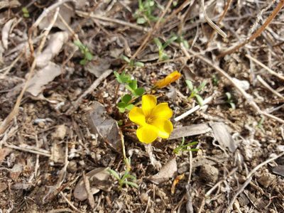 Oxalis perdicaria, photographed by Cesar Ormazabal