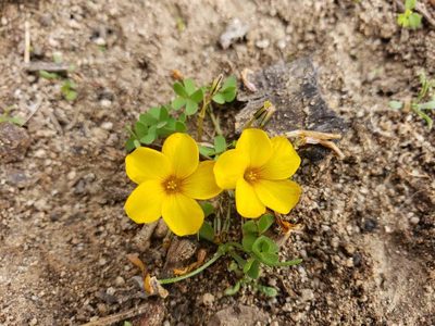 Oxalis perdicaria, photographed by Cesar Ormazabal