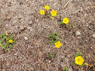 Oxalis perdicaria, photographed by Cesar Ormazabal